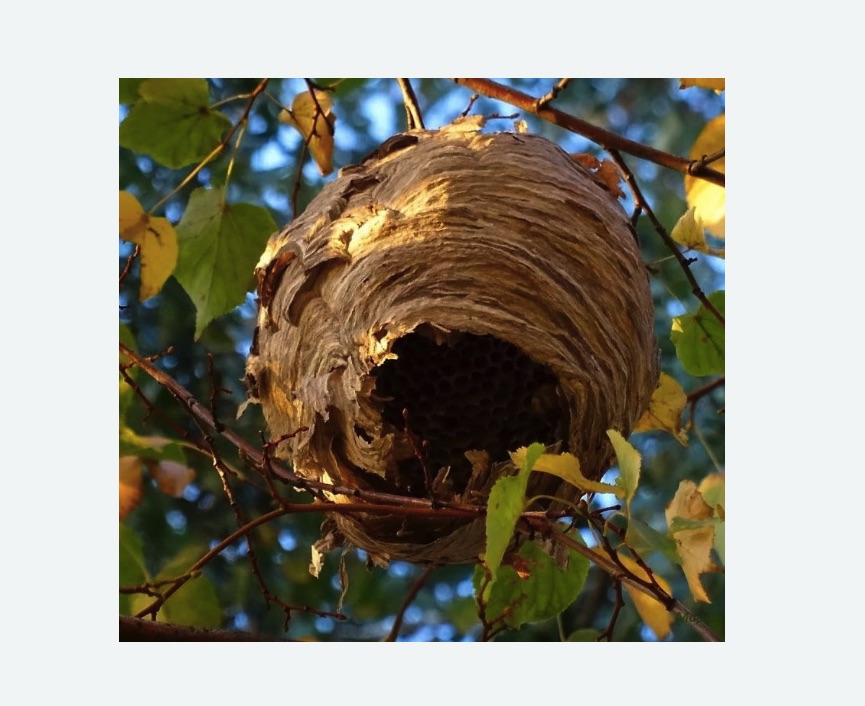 Обработка от шершней Новоуткинск