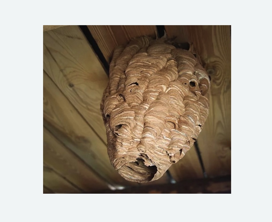 обработка от шершней Новоуткинск