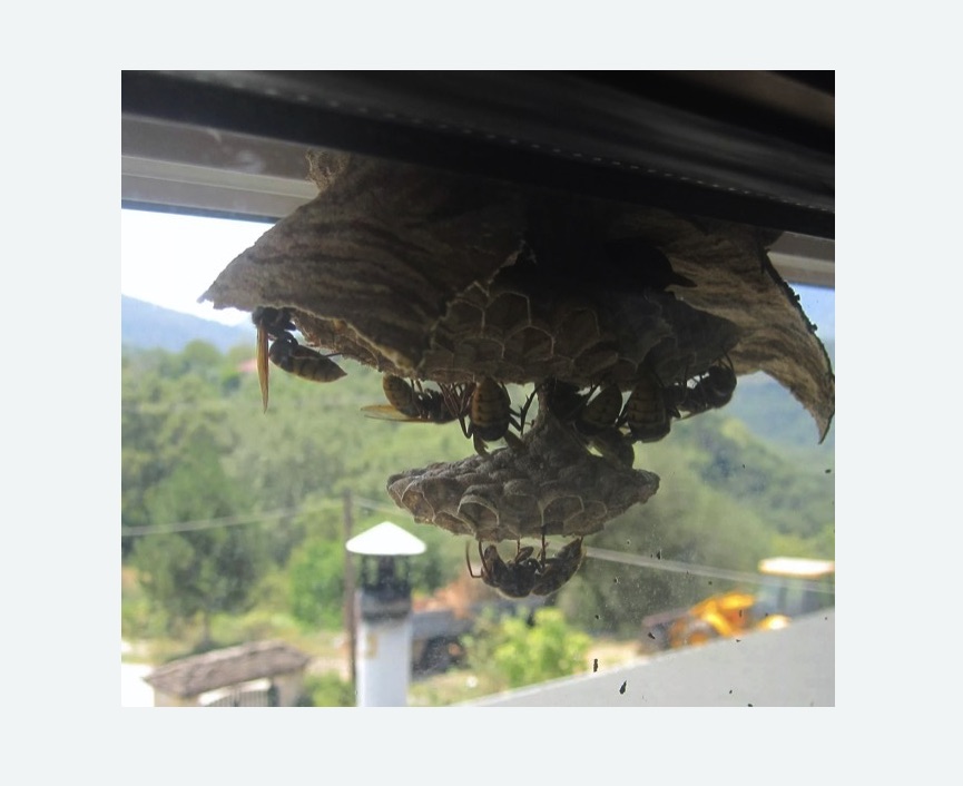 Уничтожение гнёзд шершней Новоуткинск