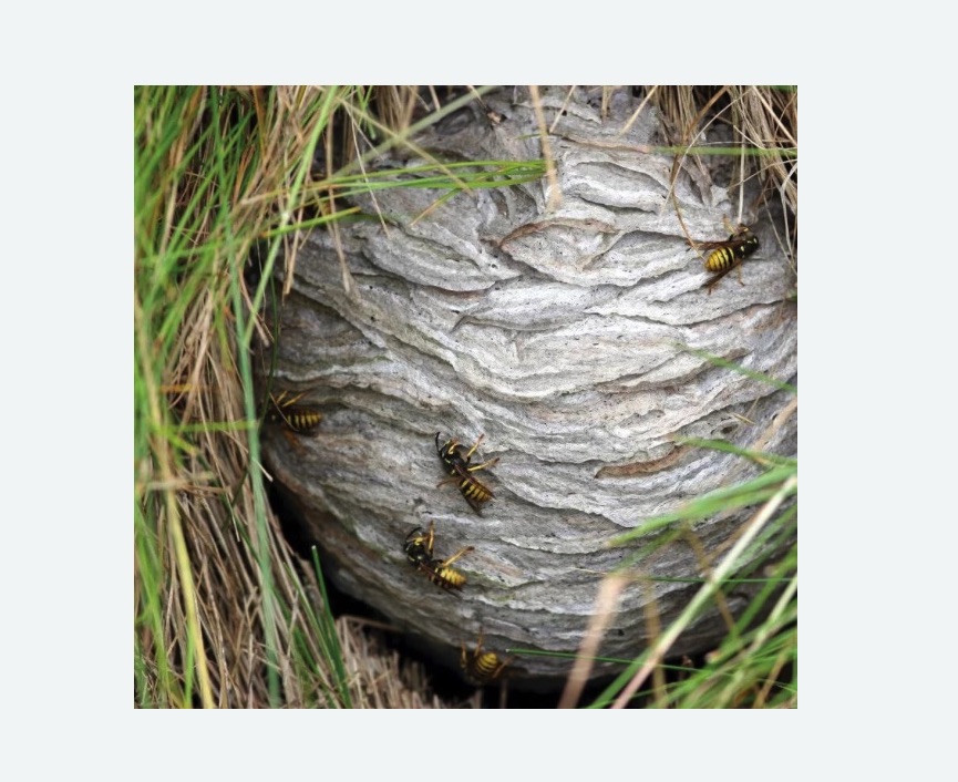 Уничтожение ос и ульев Новоуткинск